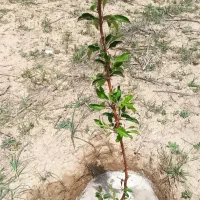 زمین باغی در سیمین زاغه