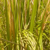 برنج چمپا اصل پاتوو