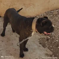 سگهای باهوش|سگ|کرمان, |دیوار