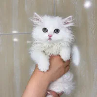 گربه نژاد دار