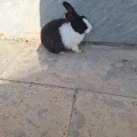 خرگوش|موش و خرگوش|رستم, |دیوار