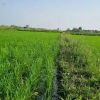 زمین-کشاورزی