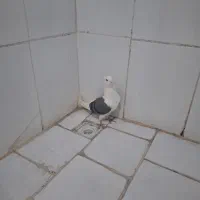 کفتر پشت‌دار درشت وکشیده(مهره‌مهر وپاک)