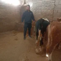 گوساله لاغرجهت پروار سیمینتال