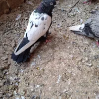 پرنده زینتی سالم سبزدم سفید قیمت ۷۰۰طوقی سرور۱۳۰۰