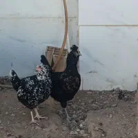 مرغ و خروس گلین