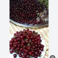 100کیلو البالو یک جا فروخته میشه