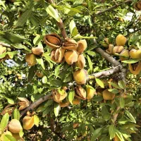 نهال بادام و گردو بـاردهی سال اول