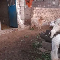 بزغاله ماده  ابست سرمایه وبره شیری