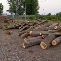 خرید انواع چوب صنوبر وجنگلی|خدمات باغبانی و درختکاری|لنگرود, |دیوار