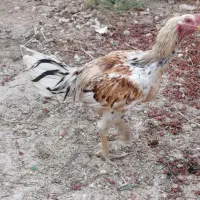 مرغ و خروس لاری|حیوانات مزرعه|شیراز, گویم|دیوار