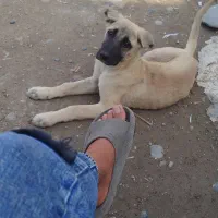 توله سرابی