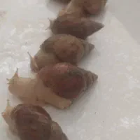 حلزون|خزنده|کرج, عظیمیه|دیوار