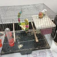 کوتوله برزیلی|پرنده|قم, نخودی|دیوار