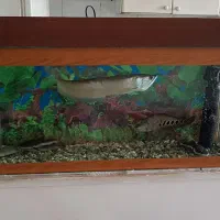 آکواریوم ۱متری