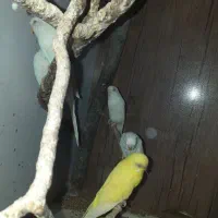 ۸ عدد مرغ عشق زرد و سفید چشم شرابی