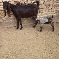 بز پاکستانی زاییده