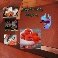 رنگدانه قرمز قناری تخم مرغ  قزل الا ماهی زینتی|پرنده|تهران, آذربایجان|دیوار