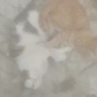 سه عدد گربه (پنج ماهه)