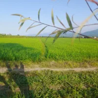 شالیزار-مکانیزه-املش