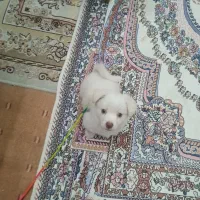 سگ اپارتمانی