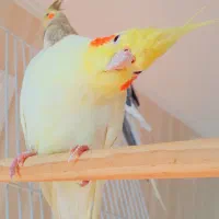 ۳عدد عروس هلندی سخنگو