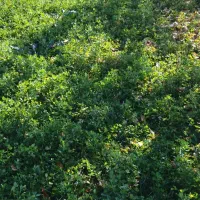 یونجه تازه یک ونیم طناب|لوازم جانبی حیوانات|نوشین شهر, |دیوار