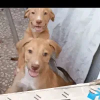 ۲ عددتوله سگ پیت بول