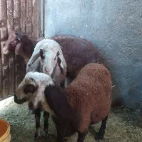 بره نر