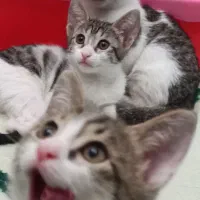 واگذاری بچه گربه دی اس اچ شیطون نر و ماده رایگان