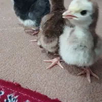 جوجه بوقلمون محلی