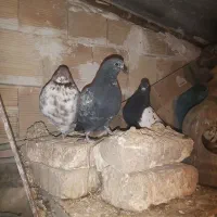 کبوتر|پرنده|مشکین‌دشت, |دیوار