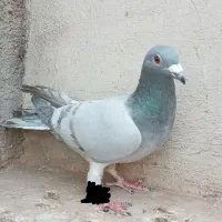 کفتر مسافتی