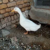 خروس و اردک