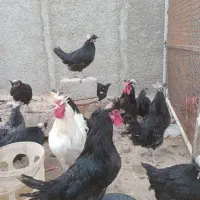 ۷ تا خروس لهستانی فروشی|حیوانات مزرعه|شاهدشهر, |دیوار