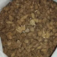 خریدو فروش انواع خشکبار سماق ،بادام،کتیرا،|خوردنی و آشامیدنی|بانه, |دیوار