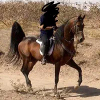 اسب