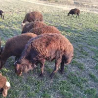 قوچ|حیوانات مزرعه|شازند, |دیوار