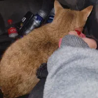 گربه دی اس اچ پیدا شده|حیوانات|تهران, حسینآباد|دیوار