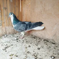 سینه واز زره ی