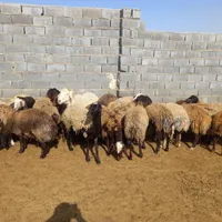 گوسفند داشتی|حیوانات مزرعه|شیروان (خراسان), |دیوار