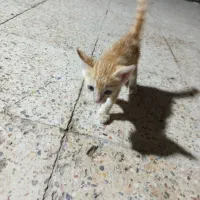بچه گربه