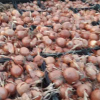 بذر پیاز فلات طلایی|خدمات باغبانی و درختکاری|آشخانه, |دیوار