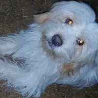 سگ پاپی۳عدد