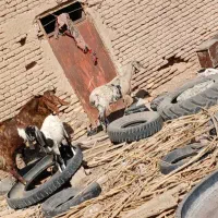 نری پلنگی وبز