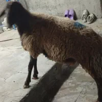 بره نر