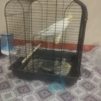 عروس هلندی|پرنده|قنوات, |دیوار