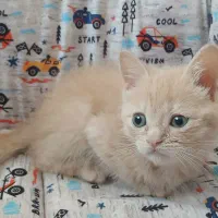 گربه اسکاتیش بریتیش