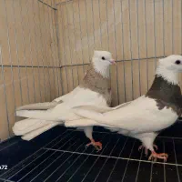 طوقی نر اجری خال سرکه ای با ماده سرکه ای