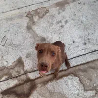 سگ پیتبول از بهترین نژاد